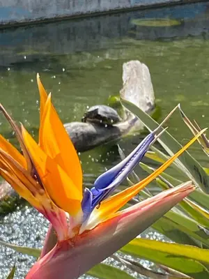 a colorful flower next to a pond with a turtle at Studio CANNES PARC CROISETTE in Cannes