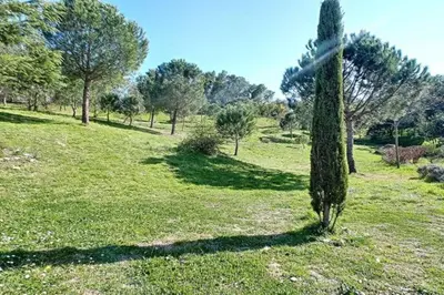a tree in the middle of a grassy field at Appartement Les Eucalyptus dans domaine privé à Cannes in Cannes