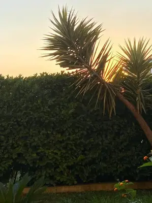 a couple of palm trees in front of a hedge at Appartement Les Eucalyptus dans domaine privé à Cannes in Cannes