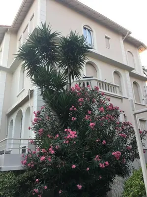 a building with a palm tree and pink flowers at Cozy 1 bedroom flat,free parking, close to center in Cannes