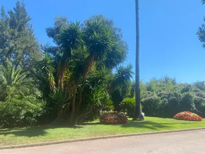 a couple of palm trees in a park at Mathéo in Cannes