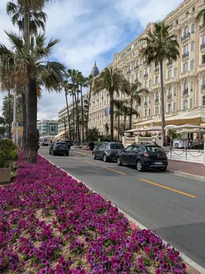 a street with cars parked on the road with purple flowers at Cannes Isola Bella entre mer et montagne in Cannes