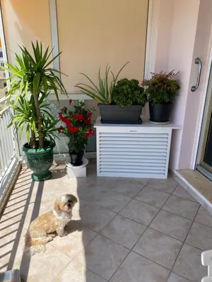a dog sitting on a tiled floor with potted plants at Les Pervenches in Cannes