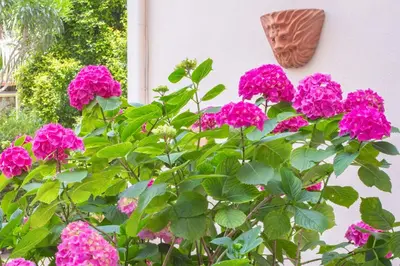 a bush of pink flowers next to a wall at Cannes Holidays - Charmant, authentique, 3 Chambres, calme, Palais & Plage in Cannes