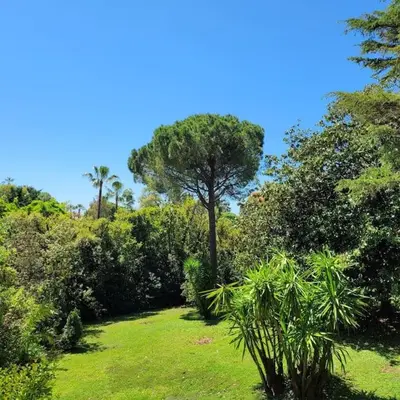 a field of grass with a tree in the background at Cannes centre beau 2 pièces 50 M2 plus terrasse à 12 min plages et Palais au calme in Cannes