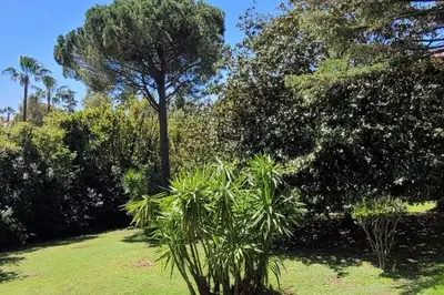 a palm tree in a field with trees and grass at Cannes centre beau 2 pièces 50 M2 plus terrasse à 12 min plages et Palais au calme in Cannes