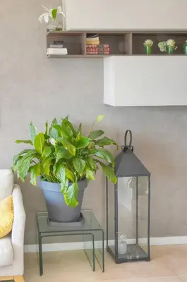 a plant in a pot on a table in a living room at FRGK 