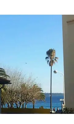 a palm tree in front of the ocean at Beach House Cannes - Plages du Midi- 3 Ch - 3 Sdd - 2 wc - Fibre - Pkgs in Cannes