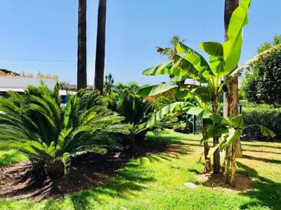 a group of palm trees and plants in a yard at Front de mer, 8min du Palais des Festivals in Cannes