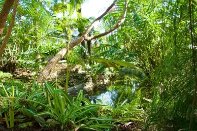 a forest with a stream of water and trees at WE CANNES ! Résidence Gallia apartment premium two bedroom in Cannes