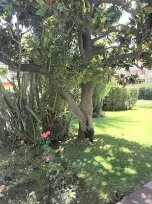 a tree in a yard next to a green field at Studette Pointe Croisette - Axelle Loc'Appart in Cannes
