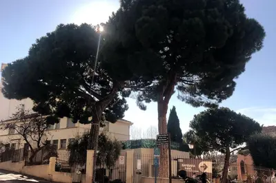 a large pine tree in front of a building at Studio cosy en plein centre-ville in Cannes