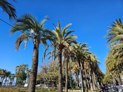 a group of palm trees in a park at Sweet Azur - Host Provence in Le Cannet