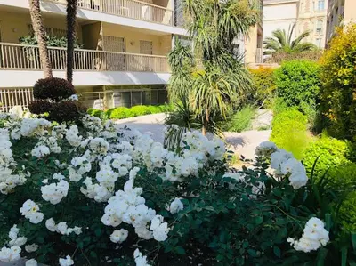 a garden of white flowers in front of a building at Studio Cannes Croisette in Cannes