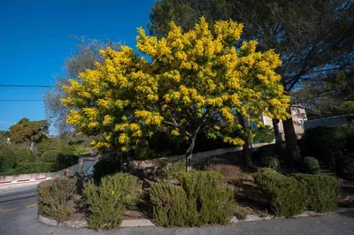 a yellow tree on the side of a road at A081-Cannes Appartement avec terrasse au calme in Cannes