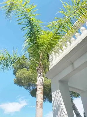a palm tree sitting next to a white building at Villa Lion, gorgeous villa in Le Cannet overlooking Cannes in Le Cannet