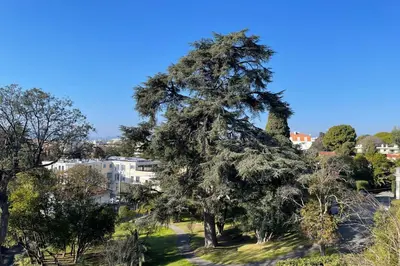 a large tree in a park with buildings in the background at Le Cèdre Magnifique Appartement à Cannes in Cannes