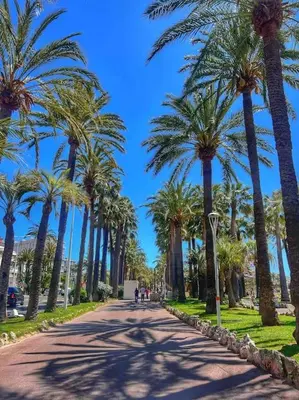 a street lined with palm trees on a sunny day at Studio palais des festivals Croisette in Cannes