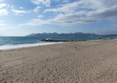 a beach with a bunch of birds on the sand at Apartment Montmorency in Cannes