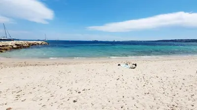 a dog laying on a sandy beach next to the ocean at Cannes appartement vue mer , piscine in Cannes