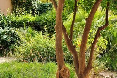a tree in the middle of a garden at Marigold - 2 Bed 2 bath - AC - 8 min from Palais in Cannes
