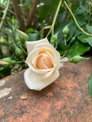 a white rose sitting on top of a rock at Valbois in Cannes