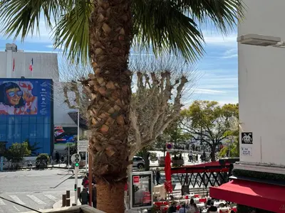 a palm tree in a city with people standing around it at Cocon Bohème Cannes Croisette-Palais-Plages 200m in Cannes