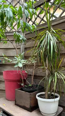 two potted plants are sitting on a table at Appartement - Cannes proche Croisette avec jardin in Cannes