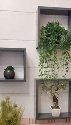 two shelves with plants in them on a wall at Cet été à Cannes, Studio cosy à 8' de la Croisette in Cannes
