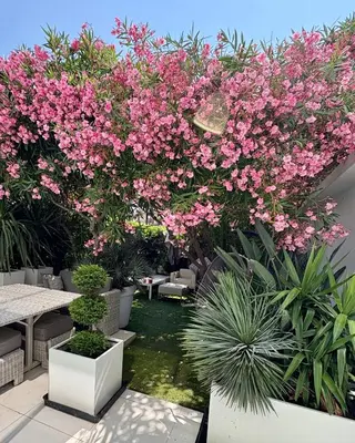 a garden with pink flowers on a patio at Jardin sur la Pointe Croisette Luxe en Bord de Mer in Cannes