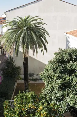 a palm tree in front of a building at Appartement Cannes rue Marceau in Cannes