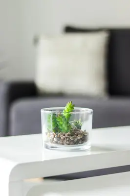 a small plant in a glass bowl on a table at Appartement cosy à 2 pas de la Croisette in Cannes