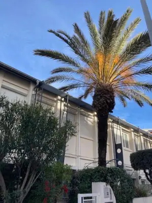 a palm tree in front of a building at Cannes, Loft 6 couchages proche centre et plages in Cannes