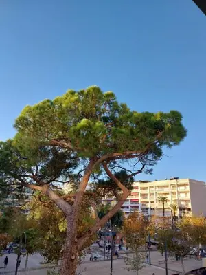 a large pine tree in front of a building at Palm beach Cannes La Brise in Cannes