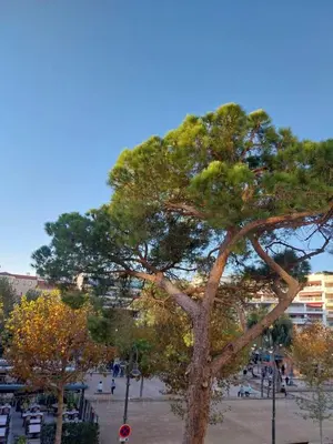a large pine tree in a park with a building at Palm beach Cannes La Brise in Cannes