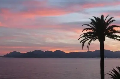 a palm tree in front of the ocean with a sunset at Coeur de Cannes in Cannes
