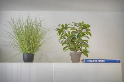 two potted plants on top of a white cabinet at Le Nico - Elégant - Centre - VCA in Cannes