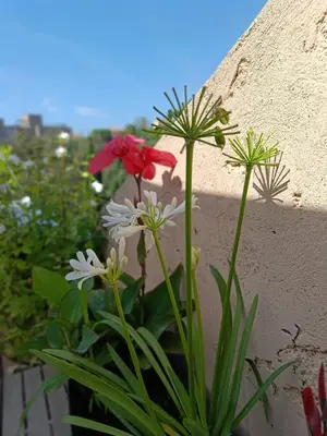 a group of flowers in front of a wall at Charming apartment in Cannes in Cannes