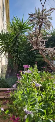 a garden with flowers and plants in front of a building at Villa Magenta in Cannes