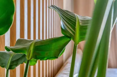 a green plant with long green leaves next to a wall at 1 Chambre Cosy - 4 min du Palais - Wi-Fi - Climatisé in Cannes