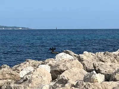 a bird is sitting on the rocks near the water at Positive in Cannes