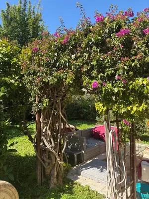 a garden with two trees with pink flowers at Cannes centre avec parking et jardin in Cannes