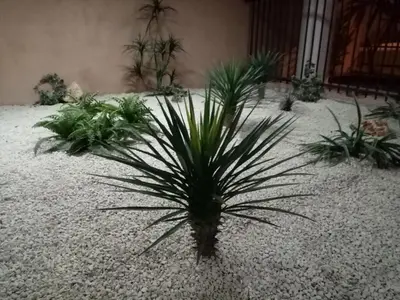 a small palm tree sitting on top of gravel at Studio centre Cannes, piscine, climatisation in Cannes