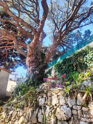 two pink chairs sitting under a tree next to a wall at studio la mimosette in Cannes