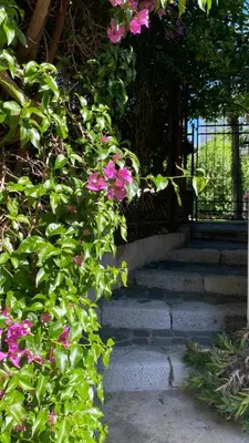 a bunch of pink flowers on some stairs at une pépite ZEN et COSY, parking jardin, idéal pour se ressourcer au calme in Le Cannet