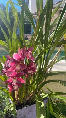 a plant with pink flowers in a pot at une pépite ZEN et COSY, parking jardin, idéal pour se ressourcer au calme in Le Cannet