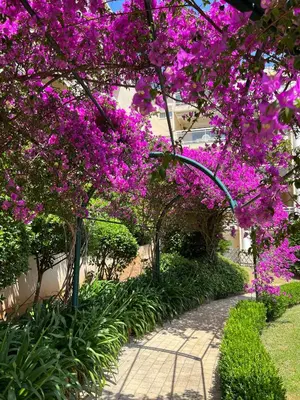 a garden with purple flowers and a walkway at Paradis in Cannes