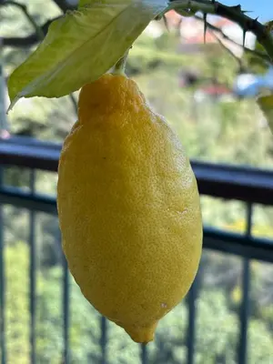 a yellow lemon hanging from a tree branch at Cannes Blue Riviera Luxe in Cannes