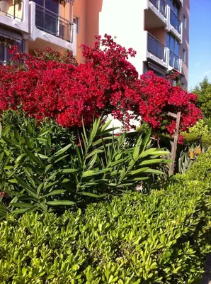 a bunch of red flowers in front of a building at Cannes plage - avec terrasse, vue, mer, piscine, plage, garage in Cannes