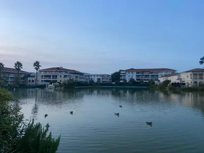 a group of ducks swimming in a lake with buildings at 2P jardin Sud vue Lac avec piscine tennis parking privé in Le Cannet